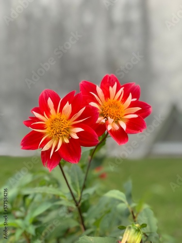 red flower in Japan