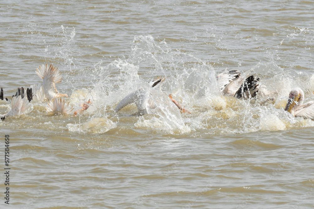 Fototapeta premium Flock of great white pelicans hunting