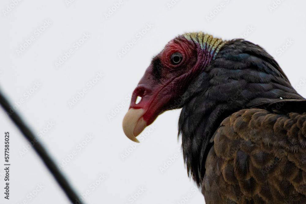 red head vulture red head vulture