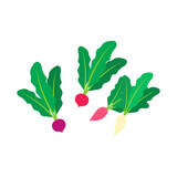 色とりどりのラディッシュ。フラットなベクターイラスト。 Colorful radishes. Flat designed vector illustration.