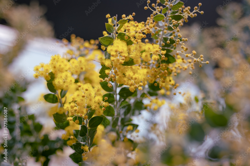 Yellow flowers on the branches of the silver wattle, blue wattle or mimosa Acacia dealbata tree with blue sky on the back in Yoyogi park, Tokyo, Japan Yellow flowers on the branches of the silver wattle, blue wattle or mimosa Acacia dealbata tree with blue sky on the back in Yoyogi park, Tokyo, Japan