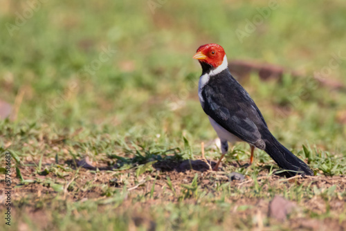 red head bird