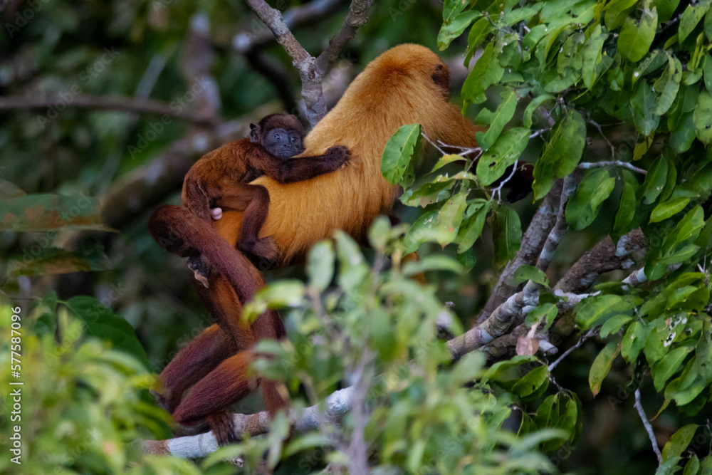 Obraz premium Bugio Monkey