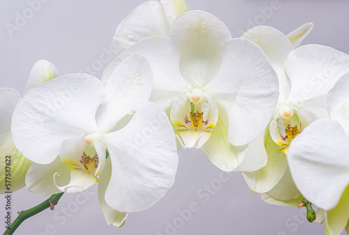 Close up of an ornamental orchid