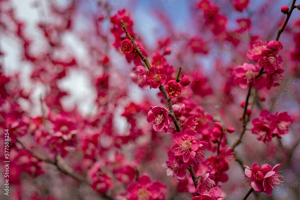 Dark Pink Plum flowers blooming under the early spring sun light. Close up macro photograph. focus on the flowers Dark Pink Plum flowers blooming under the early spring sun light. Close up macro photograph. focus on the flowers