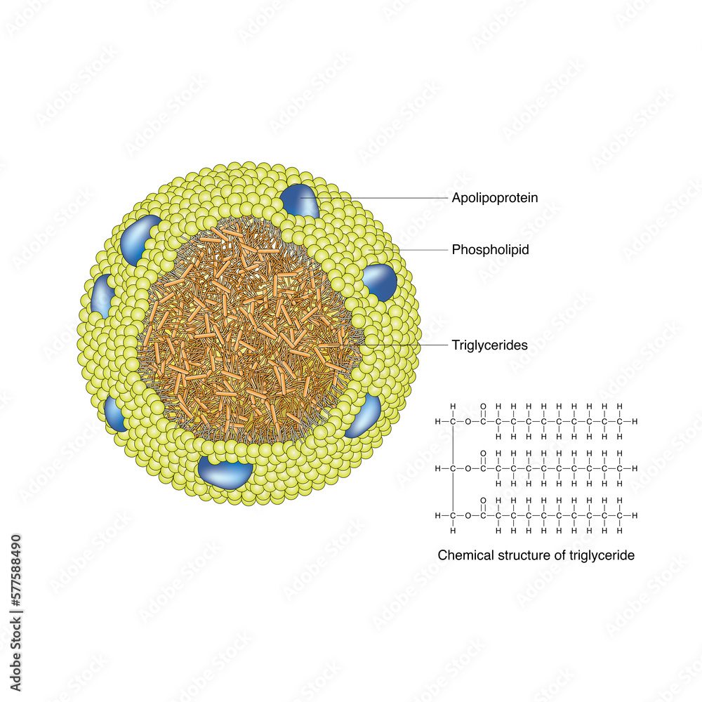 Triglycerides, also known as neutral fats, are lipids formed by the