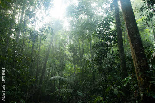 sunlight in the Amazon forest