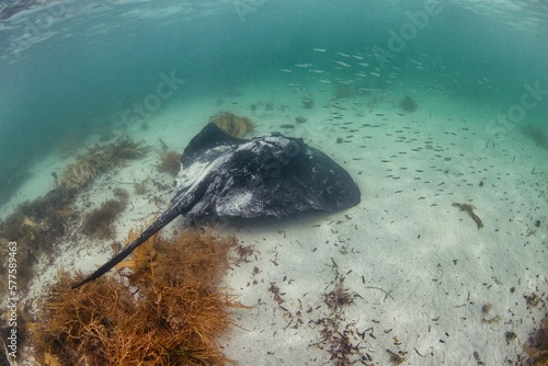 Bild auf Leinwand Hamelin Bay Rays Western Australia