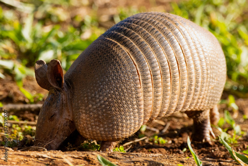 armadillo in brazilian cerrado