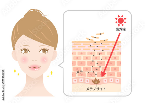 紫外線とメラニン　肌のターンオーバーのしくみと女性　断面図