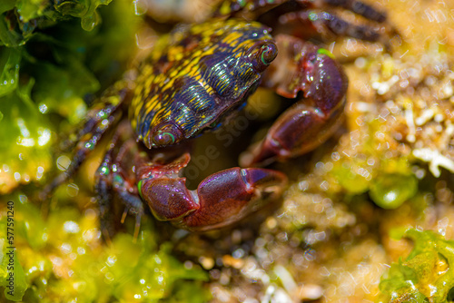 close up of a crab