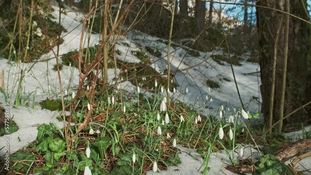 First beautiful snowdrops in spring forest. Galanthus nivalis blooming, 4k First beautiful snowdrops in spring forest. Galanthus nivalis blooming, 4k