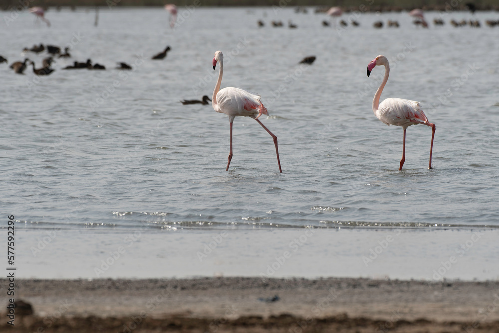 Two greater flamingos