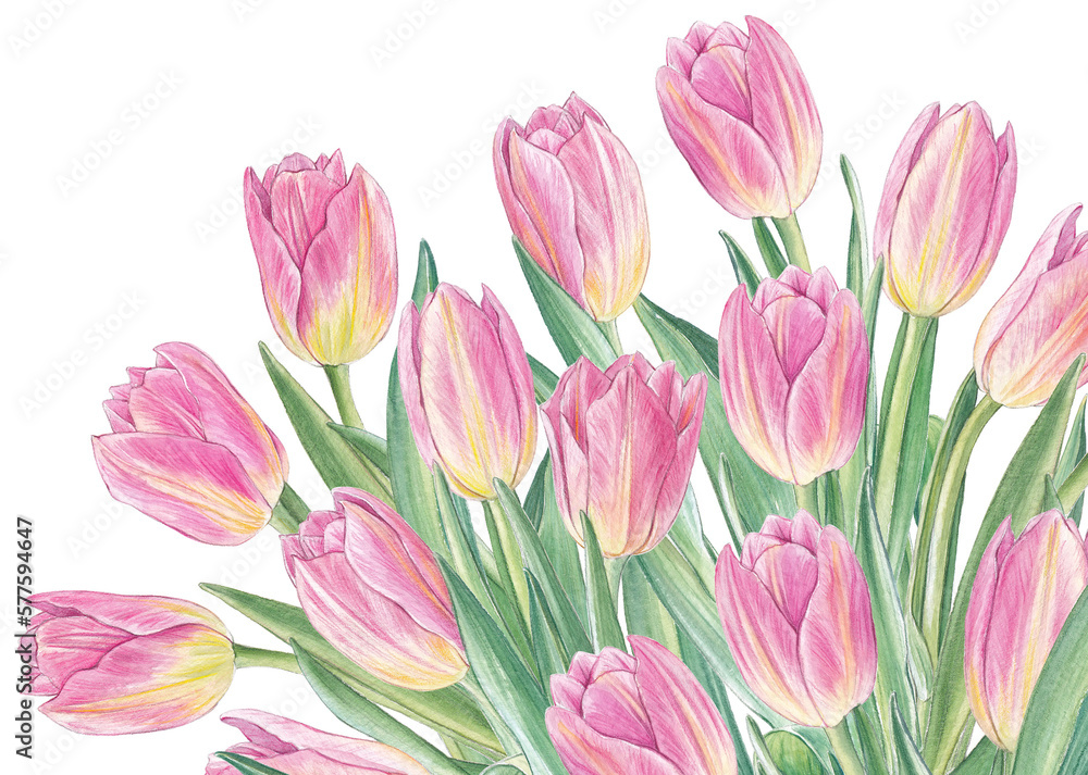 Bouquet with pink tulips and leaves, hand drawn botanical illustration