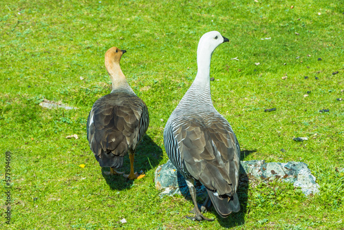 View of a couple of Ashy-headed gooses in the Coastal Path at Tierra del Fuego National Park - Ushuaia, Argentina photo