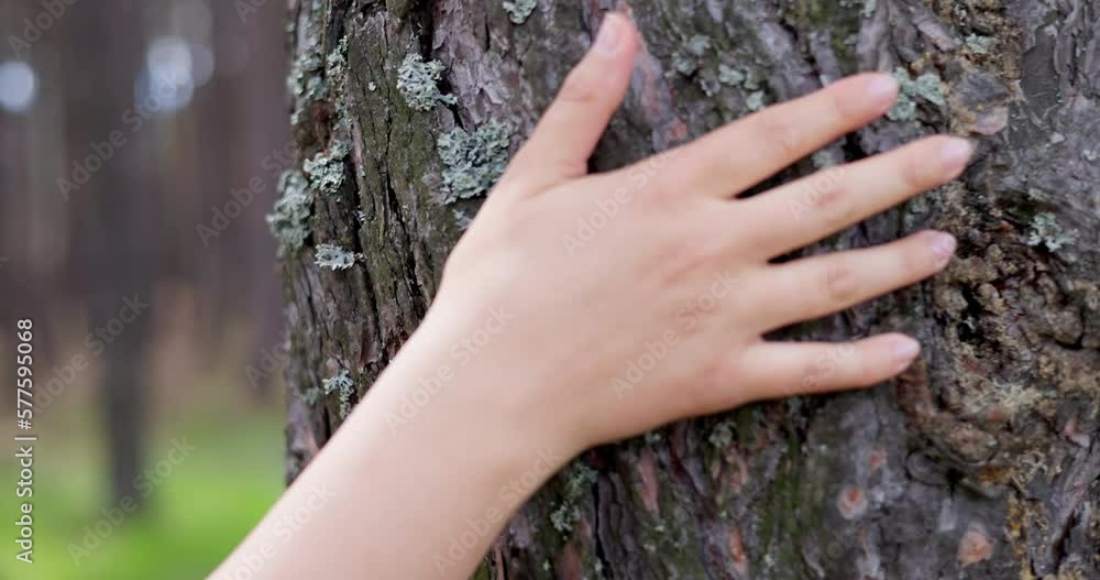 Woman hand touching a bark of a tree trunk in the forest, slow motion video.  Love and caring of nature and environment