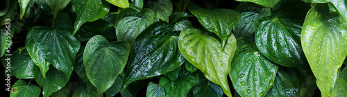Dark green tropical leaf group. Rain drops on the leaves of Alocasia cucullata is fresh green. green leaf dark tone for background.