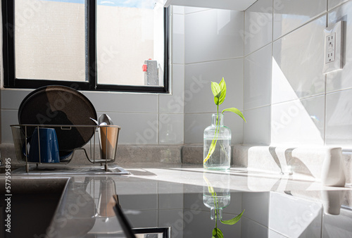 Plant in kitchen, minimalist decoration. Decoration concept.