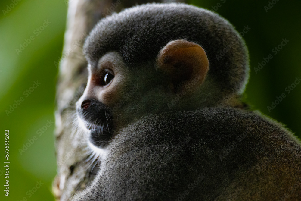 Fototapeta premium squirrel monkey