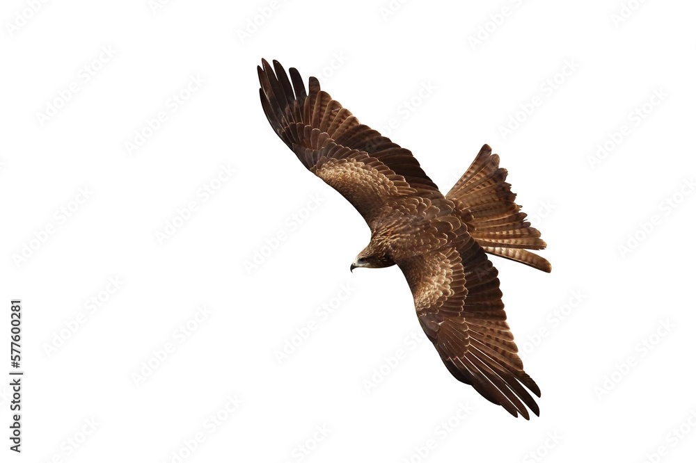 Fototapeta premium Bird of prey Black kite (Milvus migrans) flying on transparent background png file