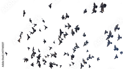 birds many flying on the sky