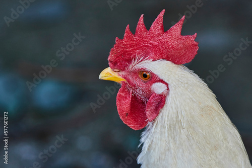 Photos Сlose-up white  cock or Gallus gallus domesticus in a pen in the room