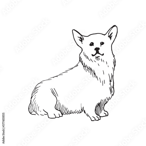 Monochrome illustration of animal in sketch style. Hand drawings in art ink style. Black and white graphics.