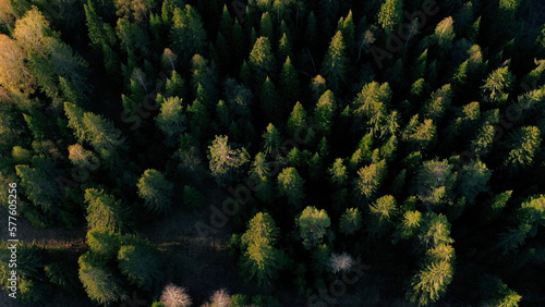 Top down view of autumn forest, fall woodland aerial shot. Clip. Drone fly over pine trees and yellow treetops.