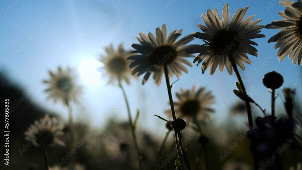 Field of white daisies under the summer blue sky. Creative. Close up of chamomile flowers on a blurred green summer forest background.