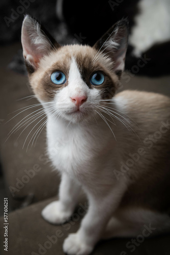  tricolor cat with blue eyes © HayannaBorzani