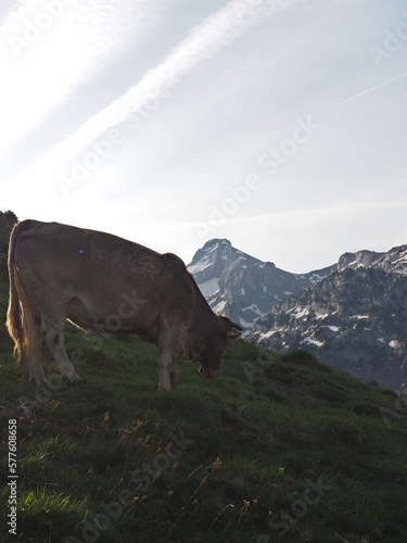 Vaca en el pirineo Navarro con Ezkaurre de fondo