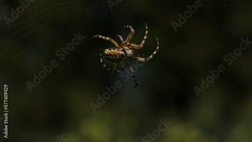 Close up of a spider spinning its web. Creative. Small spider insect on a blurred green background.