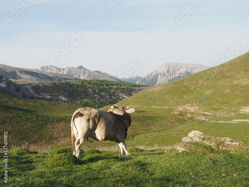 Vaca en el pirineo Navarro photo