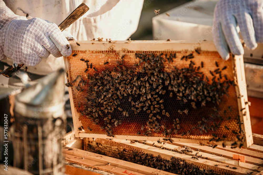 Honeycomb with bees and honey. Focus on bees Honeycomb with bees and honey. Focus on bees