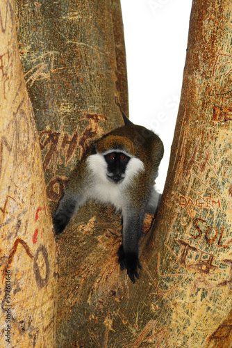Grivet monkey chlorocebus aethiops primate closeup in urban tree in Hawassa city SNNPR region of Ethiopia Africa photo