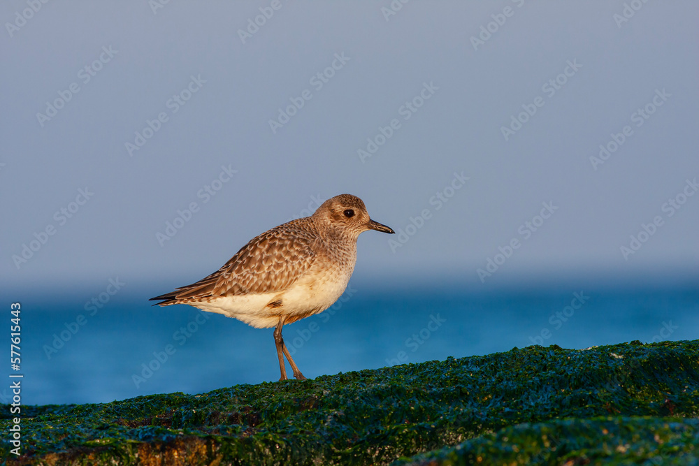 bird in its natural habitat, Grey Plover, Pluvialis squatarola