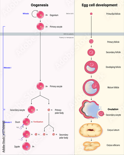 Diagram of oogenesis and follicle development. Cell division. Human reproductive system. photo