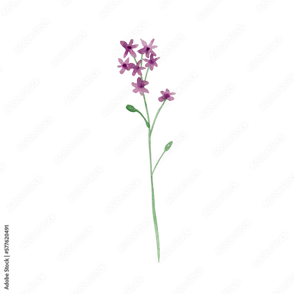 Watercolor wildflowers, delicate botanical illustration Watercolor wildflowers, delicate botanical illustration