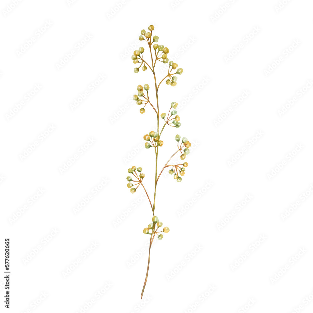 Watercolor wildflowers, delicate botanical illustration Watercolor wildflowers, delicate botanical illustration