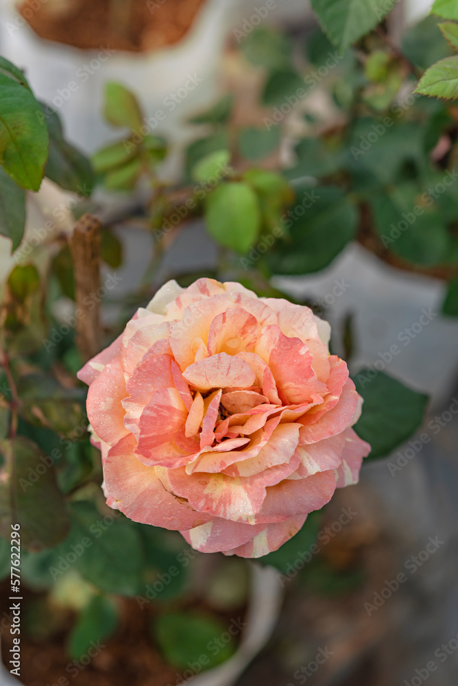 fresh rose flower in a garden