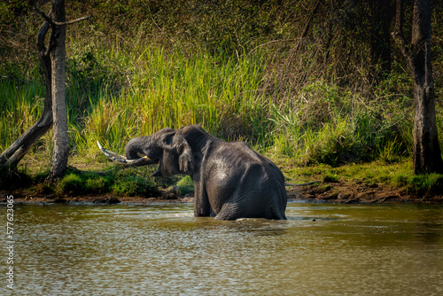 Принти на полотні Wild Asian Elephant nagarhole