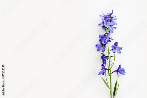 Top view image of violet delphinium flowers composition over white isolated background