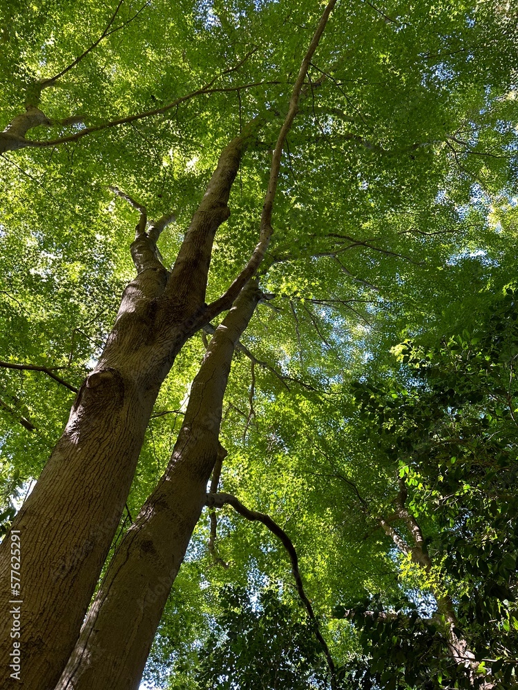 Naklejka premium 木