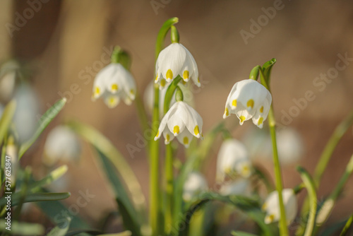 Group of spring snowflakes (Leucojum vernum). photo
