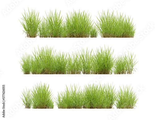 Set of grass plant on transparent background, 3d render illustration. 