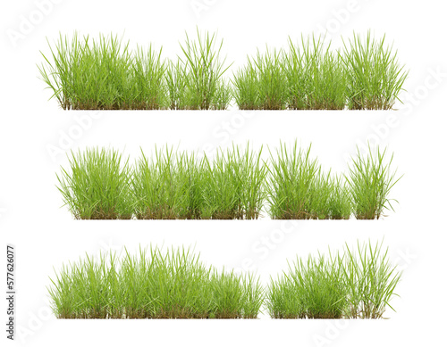 Set of grass plant on transparent background, 3d render illustration.