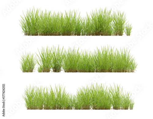 Set of grass plant on transparent background, 3d render illustration.