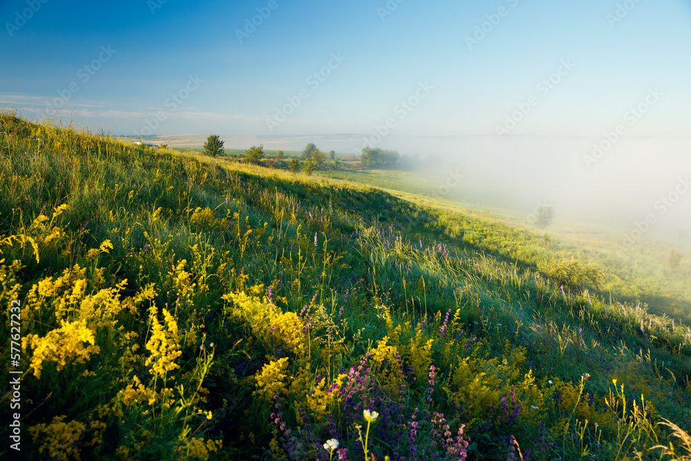 Fantastic view of the fresh green pasture in the morning sunlight. Ukraine, Europe.