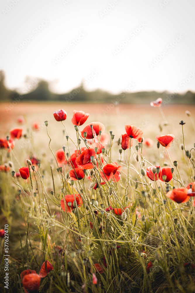 Naklejka premium Mohnblumen 