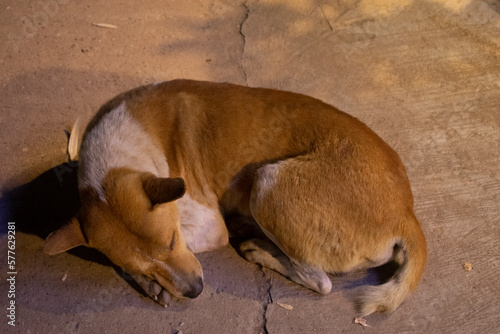 dog sleeping in the street